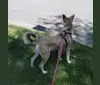 Miles, a Canaan Dog tested with EmbarkVet.com