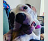 Suzie, an American Bulldog tested with EmbarkVet.com