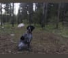 Duke, a German Shorthaired Pointer tested with EmbarkVet.com