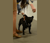 Photo of Vogue, a French Bulldog  in Kecskemét, Hungary