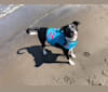 Poppy, a Labrador Retriever and American Pit Bull Terrier mix tested with EmbarkVet.com