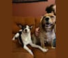 Leonard, an American Eskimo Dog and Chihuahua mix tested with EmbarkVet.com