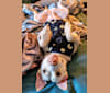 Photo of Willa, an American Pit Bull Terrier and American Staffordshire Terrier mix in Indiana, USA