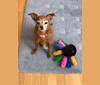 Tippy, a Chihuahua and Poodle (Small) mix tested with EmbarkVet.com