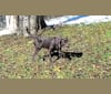 Jimmy, a Labrador Retriever and Collie mix tested with EmbarkVet.com