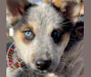 Photo of Flora, an Australian Cattle Dog, Siberian Husky, Alaskan Malamute, and German Shepherd Dog mix in Texas, USA