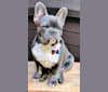 Gilroy Turtle Blu, a French Bulldog tested with EmbarkVet.com