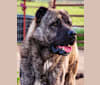 Aslan, an Anatolian Shepherd Dog tested with EmbarkVet.com