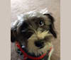 Yumi, a Dachshund and Poodle (Small) mix tested with EmbarkVet.com