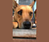 Langley, an Australian Cattle Dog and Chinese Shar-Pei mix tested with EmbarkVet.com