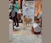 Kyoto, a German Shepherd Dog and Siberian Husky mix tested with EmbarkVet.com