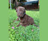 Photo of Dahmer, a Neapolitan Mastiff  in Columbia, SC, USA