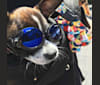 Cornelius, a Pug and Chihuahua mix tested with EmbarkVet.com