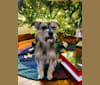 Abbey, a Miniature Schnauzer and Poodle (Small) mix tested with EmbarkVet.com