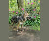 Photo of Scarlet, a German Shepherd Dog  in De Klinge, Sint-Gillis-Waas, België