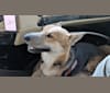 Photo of Loki, a German Shepherd Dog and Siberian Husky mix in Byron, New York, USA