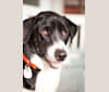 Sven, a Formosan Mountain Dog tested with EmbarkVet.com