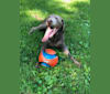 Bruno, a Labrador Retriever tested with EmbarkVet.com