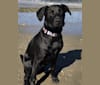 Photo of Theo, a Dalmatian, German Shepherd Dog, American Bulldog, and Labrador Retriever mix in Gig Harbor, Washington, USA
