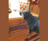 Hank, a Rottweiler and Golden Retriever mix tested with EmbarkVet.com