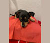 King Alfred (Junior), a Chihuahua and Dachshund mix tested with EmbarkVet.com