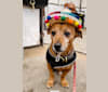 Buster, a Dachshund and Chihuahua mix tested with EmbarkVet.com