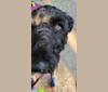 Photo of Raven, a Black Russian Terrier  in Italy