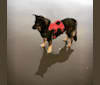 Brutus, a Rottweiler and Siberian Husky mix tested with EmbarkVet.com