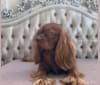 Rowan, a Cavalier King Charles Spaniel tested with EmbarkVet.com