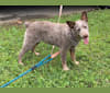 Brandie, an Australian Cattle Dog tested with EmbarkVet.com