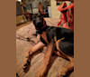 Nova, a German Shepherd Dog and Doberman Pinscher mix tested with EmbarkVet.com