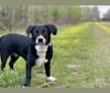 Rosie, a Labrador Retriever and Siberian Husky mix tested with EmbarkVet.com