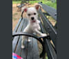 Apollonius, a Shih Tzu and Chihuahua mix tested with EmbarkVet.com