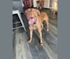 Bristol, an American Pit Bull Terrier and Doberman Pinscher mix tested with EmbarkVet.com