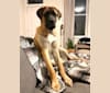 Ben, a Saint Bernard and German Shepherd Dog mix tested with EmbarkVet.com