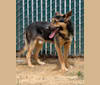 Tomas, a German Shepherd Dog and Cane Corso mix tested with EmbarkVet.com