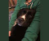 Izzy, a Saint Bernard and Labrador Retriever mix tested with EmbarkVet.com