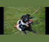 Echo, a German Shepherd Dog and Labrador Retriever mix tested with EmbarkVet.com