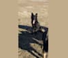 Photo of Luna Holtzapple von den Kraften, a German Shepherd Dog  in Fort Jennings, Ohio, USA