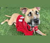 Kida, a Staffordshire Terrier and Siberian Husky mix tested with EmbarkVet.com