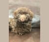 Photo of Coco, a Havanese  in Bedford, KY, USA
