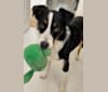 Khloe, a Miniature/MAS-type Australian Shepherd and Australian Cattle Dog mix tested with EmbarkVet.com