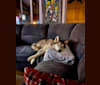 Photo of Buck, a Siberian Husky and German Shepherd Dog mix in San Clemente, California, USA