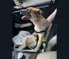 Hazel, an Australian Cattle Dog and Rat Terrier mix tested with EmbarkVet.com