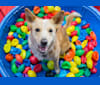 Luna, an Australian Cattle Dog and Golden Retriever mix tested with EmbarkVet.com