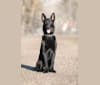 Photo of Grimm, a Dutch Shepherd and German Shepherd Dog mix in Tremonton, Utah, USA