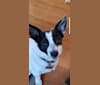 Photo of Savage, Savvy, Sav, a Chihuahua, Poodle (Small), Dachshund, and Mixed mix in SF, California, USA