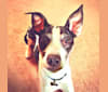 Maddie, an American Pit Bull Terrier and Rat Terrier mix tested with EmbarkVet.com