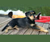 Dayna, a Labrador Retriever and Doberman Pinscher mix tested with EmbarkVet.com