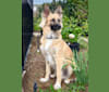 Marley, a German Shepherd Dog and Chihuahua mix tested with EmbarkVet.com
